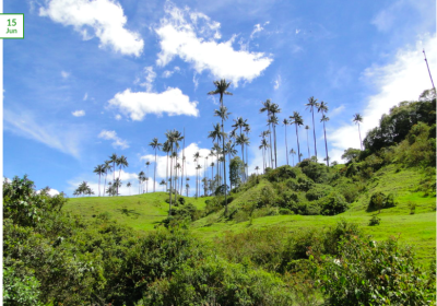 Bosque de Palma de Cera