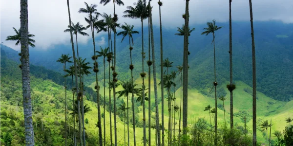 Salento y Valle del Cocora: Un Encuentro con los Gigantes de los Andes