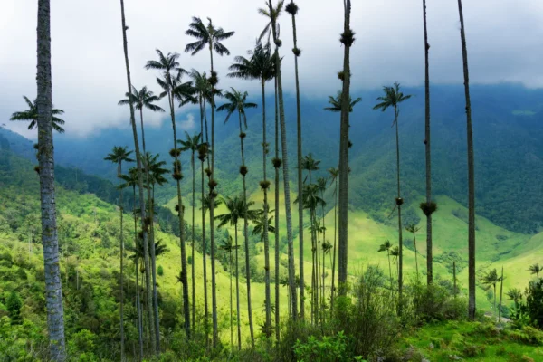 Salento y Valle del Cocora: Un Encuentro con los Gigantes de los Andes