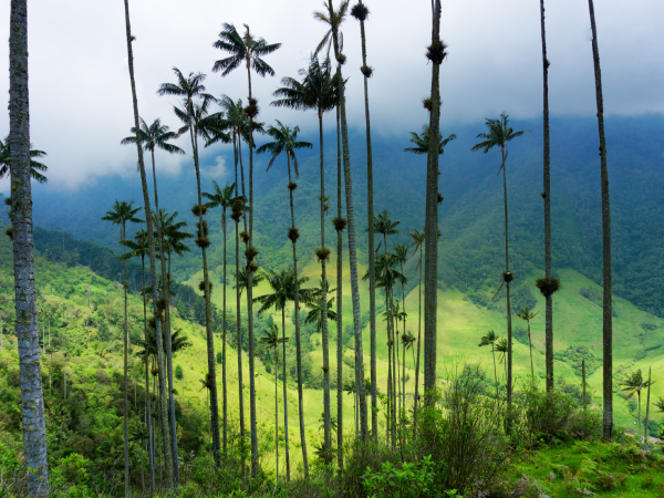Valle de Samaria – Bosque de Palma de Cera (Pasadía)