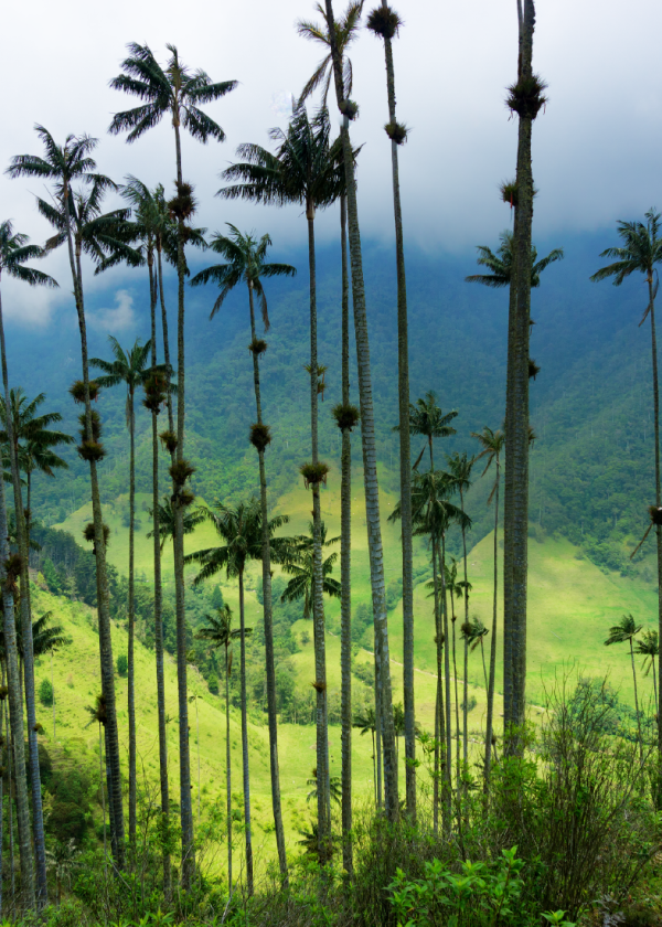 Valle de Samaria – Bosque de Palma de Cera (Pasadía)