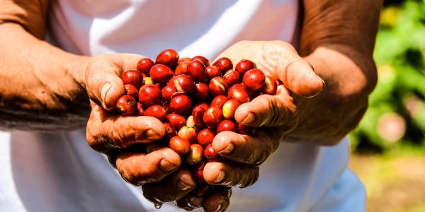 Eje Cafetero Todo Incluido (4 días – 3 noches)