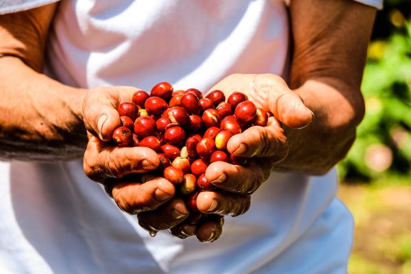 Eje Cafetero Todo Incluido (4 días – 3 noches)