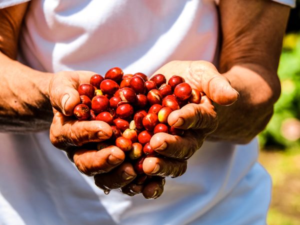 Eje Cafetero Todo Incluido (4 días – 3 noches)