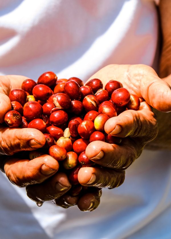 Eje Cafetero Todo Incluido (4 días – 3 noches)