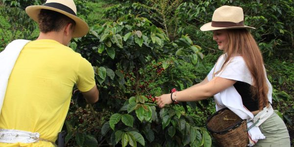 Tour Cafetero (4 días – 3 noches)