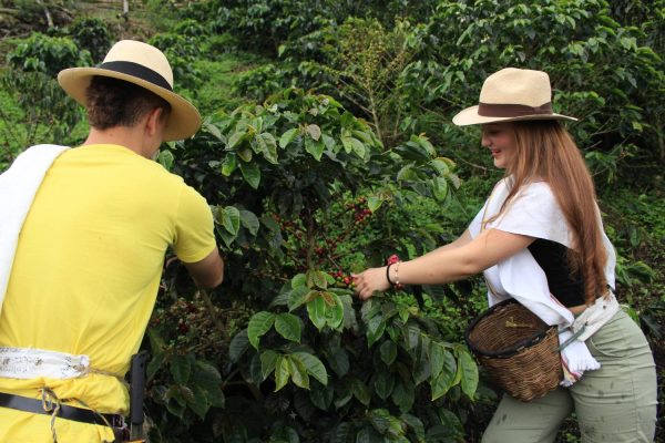 Tour Cafetero (4 días – 3 noches)