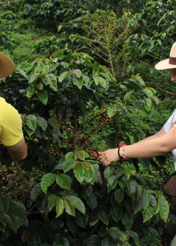 Tour Cafetero (4 días – 3 noches)