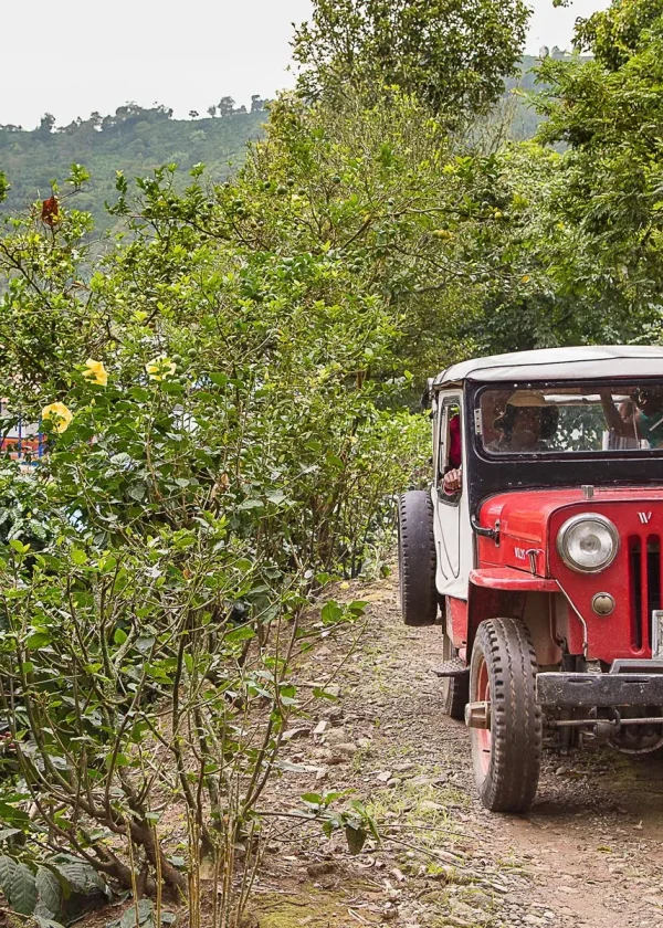 Tour Paisaje Cultural Cafetero (Pasadía)