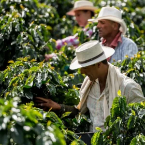 Tour Finca Cafetera en el Quindío