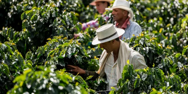 Tour Finca Cafetera en el Quindío (Pasadía)