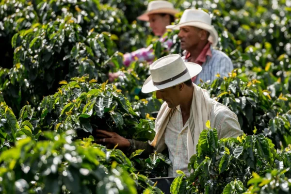 Tour Finca Cafetera en el Quindío (Pasadía)