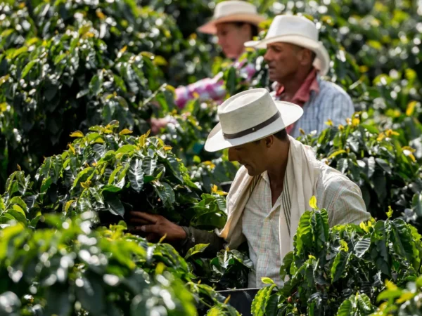 Tour Finca Cafetera en el Quindío (Pasadía)