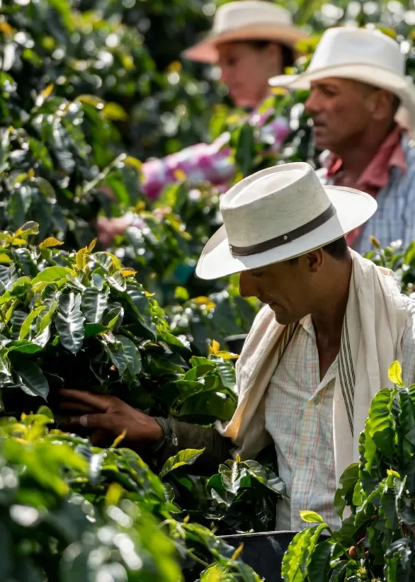 Tour Finca Cafetera en el Quindío (Pasadía)