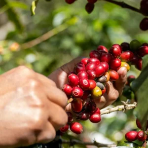 Pueblito Manizaleño y finca cafetera