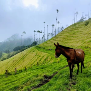 Valle del Cocora, Tour Cafetero y Salento