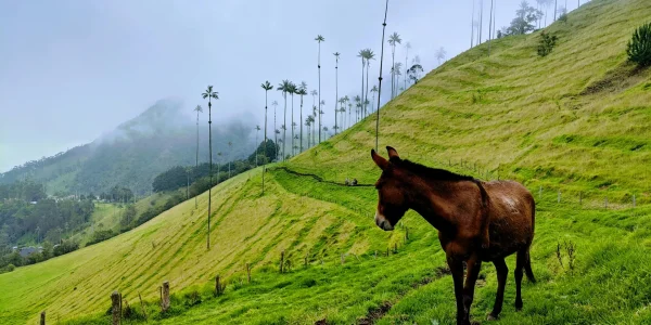 Valle del Cocora, tour cafetero y Salento