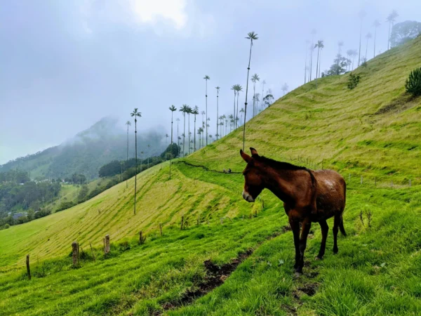 Valle del Cocora, tour cafetero y Salento
