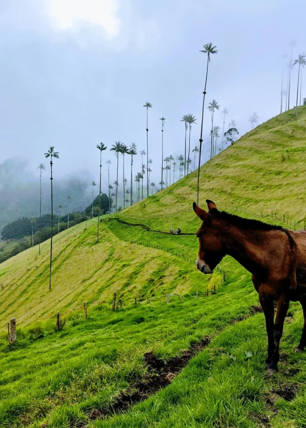 Valle del Cocora, tour cafetero y Salento