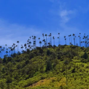 Valle del Cocora y Salento